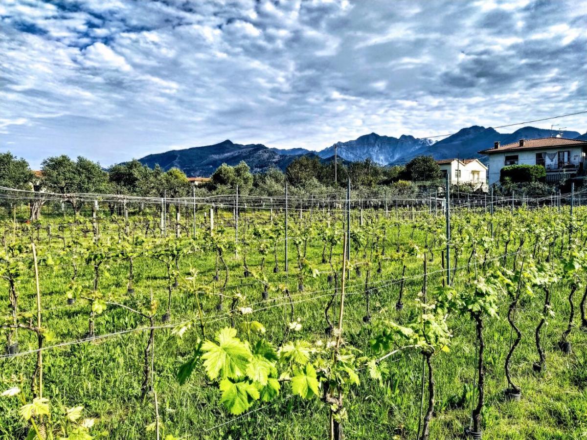 Agriturismo La Vite Maritata ピエトラサンタ エクステリア 写真